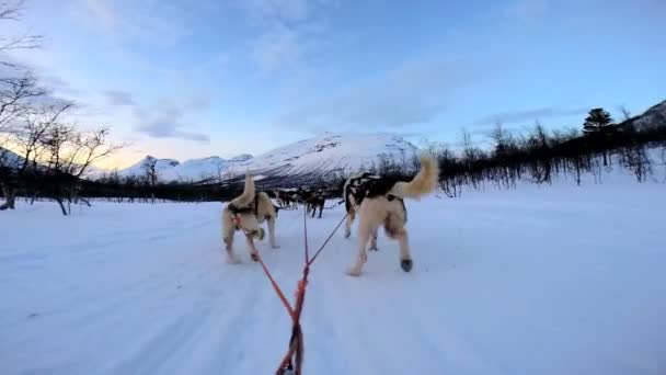 Dogsledding strong animal team working — Stock Video