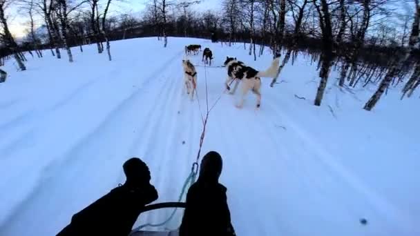 Dogsledding tim hewan yang kuat bekerja — Stok Video