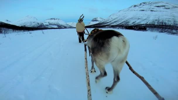 Norwegian Reindeer pulling sledge — Stock Video