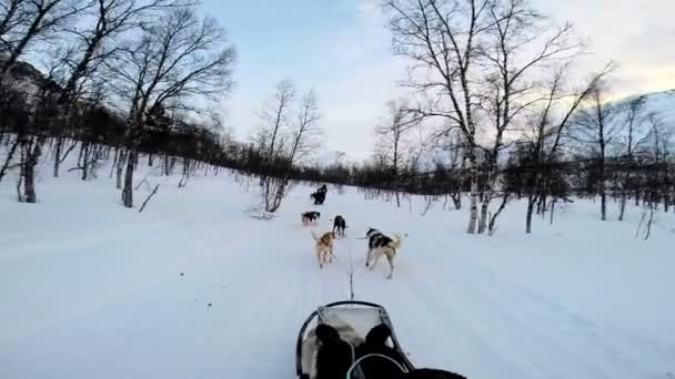 Dogsledding equipo animal fuerte de trabajo — Vídeos de Stock