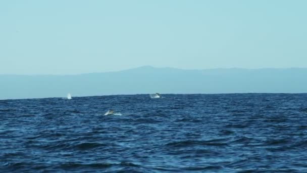 Sea lions Humpback Whales mammals blowholes — Stock Video