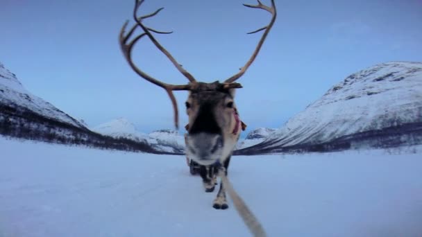 Norwegian Reindeer pulling sledge — Stock Video