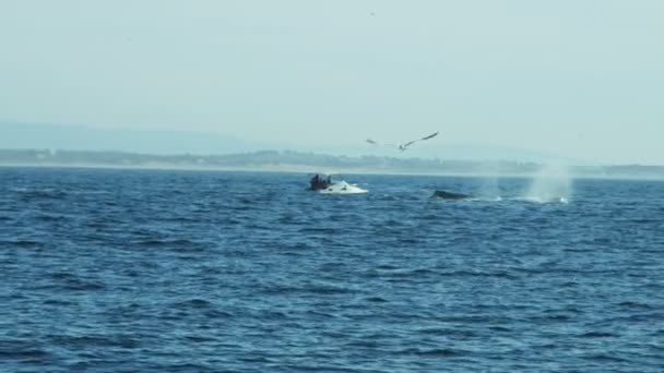 Τουρίστες φάλαινα παρακολουθούν Humpbacks ωκεανό Ειρηνικού, — Αρχείο Βίντεο