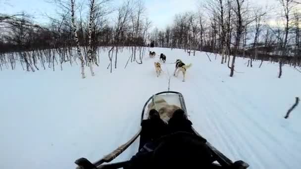 Dogsledding equipo animal fuerte de trabajo — Vídeo de stock