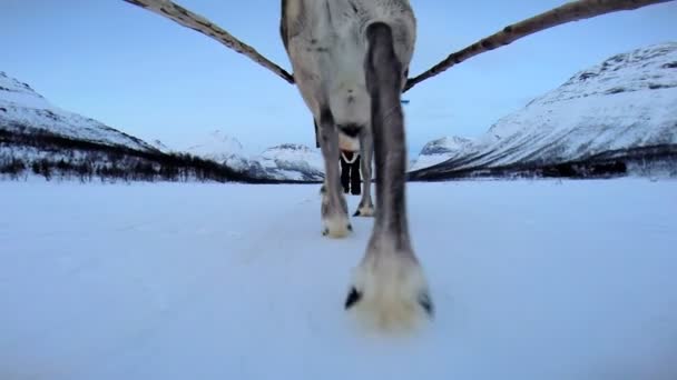 Norweski renifer sanki ciągnąc — Wideo stockowe