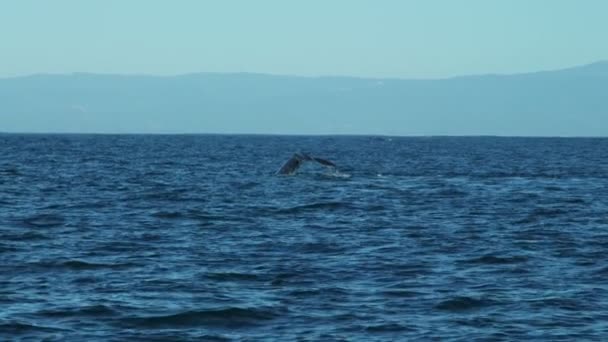 Diving Humpback Whale tail Fluke mammal swimming coastline, Pacific Ocean, USA — Stock Video