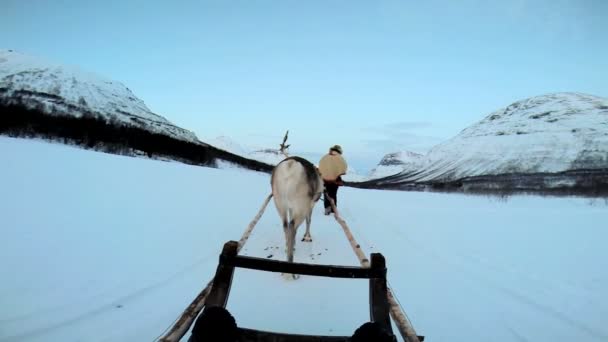 Reindeer pulling tourists in sledge — Stock Video