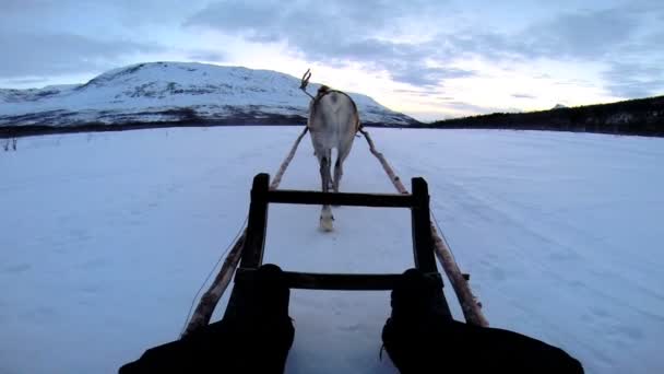 Rendieren trekken toeristen in slee — Stockvideo