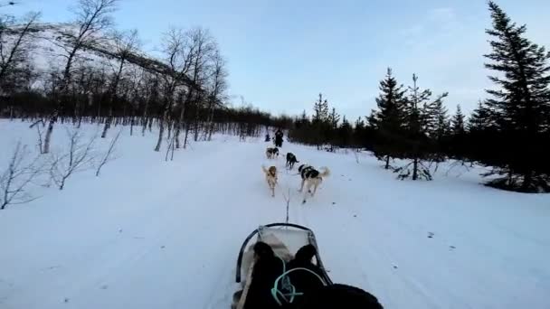 Dogsledding equipo animal fuerte de trabajo — Vídeos de Stock