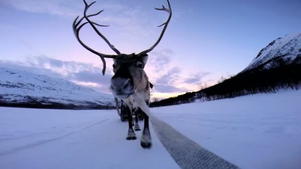 Norwegian Reindeer pulling sledge — Stock Video