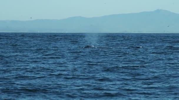 Grupo de ballenas jorobadas mamífero nadador de superficie — Vídeos de Stock