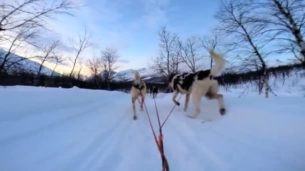 Dogsledding strong animal team working — Stock Video