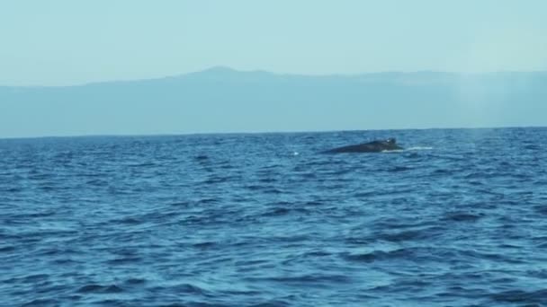 Kambur balina dalış kuyruk fluke, Pasifik Okyanusu Yüzme — Stok video