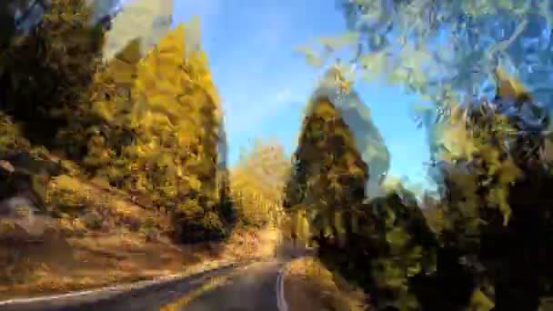 Jazdy przydrożne drzewa świerk — Wideo stockowe