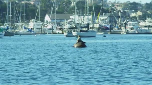 Colony Sea lions Monterey harbour Pacific coast, California, USA — Stock Video