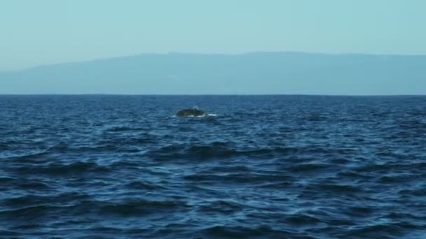 Bultrug staart Fluke zoogdier zwemmen kustlijn, Stille Oceaan, Verenigde Staten — Stockvideo