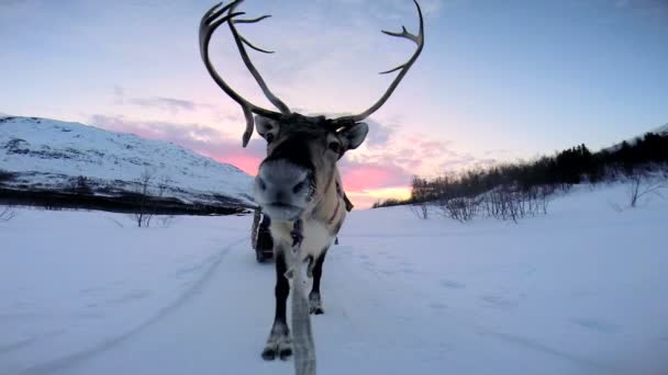 Norwegian Reindeer pulling sledge — Stock Video