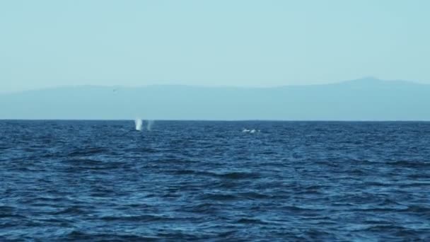 Ballenas jorobadas en superficie — Vídeos de Stock