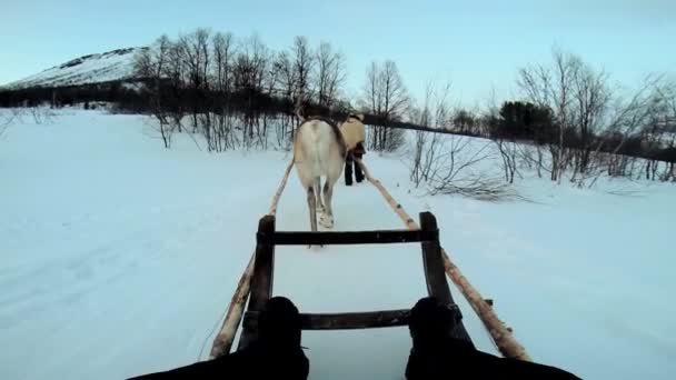 驯鹿雪橇拉游客 — 图库视频影像