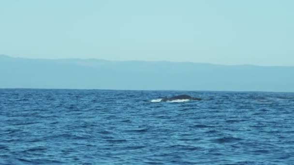 Humpback whale diving tail fluke, California, Pacific Ocean — Stock Video