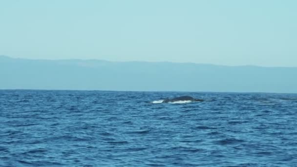 Rorqual à bosse plongeur queue fluke, Californie, Océan Pacifique — Video