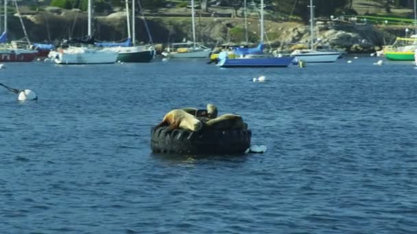 Mamífero marinho Harbour Buoy Monterey, Califórnia, EUA — Vídeo de Stock
