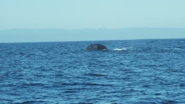 Humpback whale mammal tail fluke — Stock Video