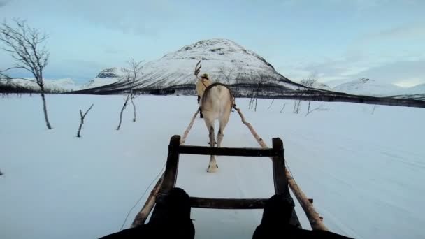 Reindeer pulling tourists in sledge — Stock Video