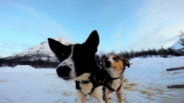 Norveç kızak köpekleri dinlenme — Stok video