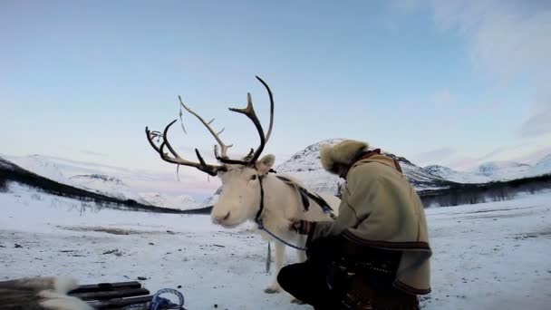 ノルウェーのハンドラーと白いトナカイ — ストック動画