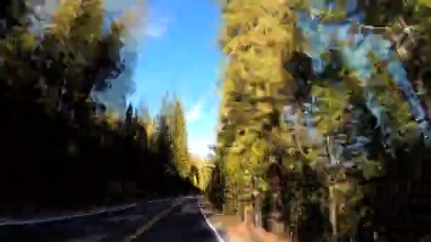 Driving roadside spruce trees — Stock Video