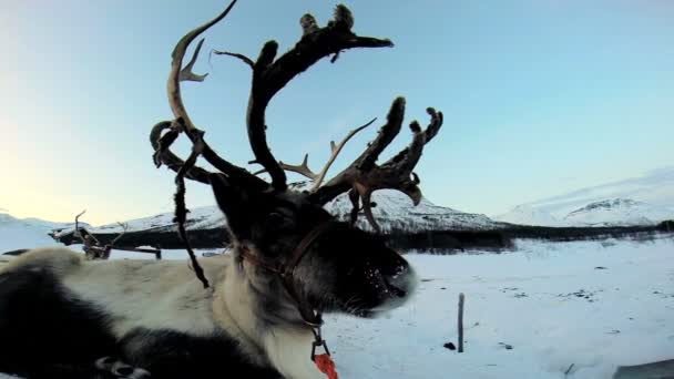 Grey horned Reindeer resting — Stock Video