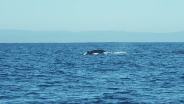 Colpo di coda di mammifero balena megattera — Video Stock