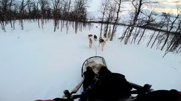 Cane slittino forte team di animali che lavorano — Video Stock