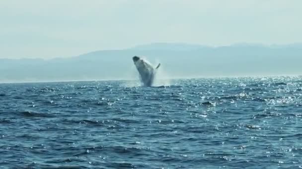 Breaching Humpback Whale Pacific Ocean mammal, coastline — Stock Video