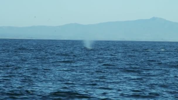 Aquatic whale in Pacific Ocean — Stock Video