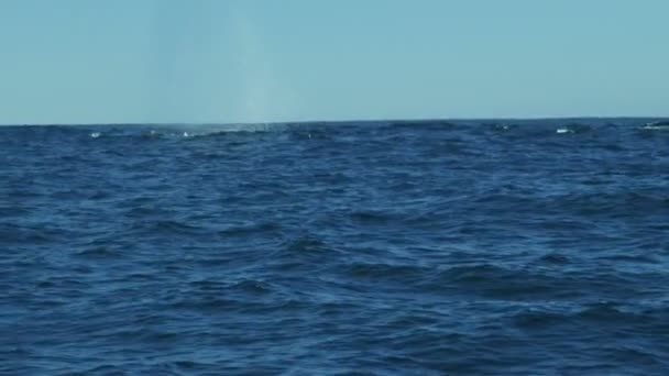 Καμπούρης φάλαινα κολύμπι blowhole, Monterey, Ειρηνικό Ωκεανό, ΗΠΑ — Αρχείο Βίντεο