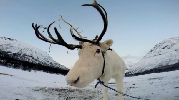 White Reindeer resting — Stock Video