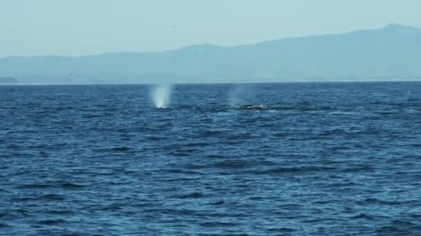Водные млекопитающие горбатые киты плавают по всему Тихому океану — стоковое видео