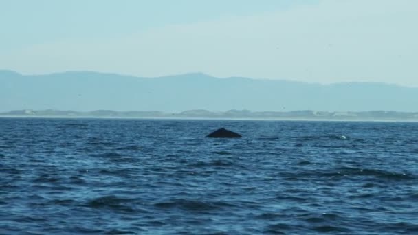 Humpback whale surface tail fluke diving — Stock Video