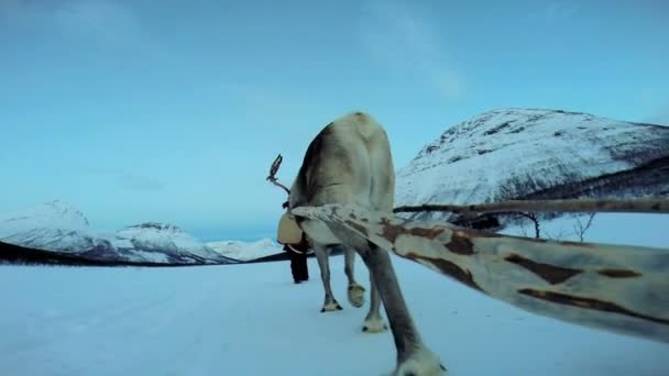 Norwegian Reindeer pulling sledge — Stock Video