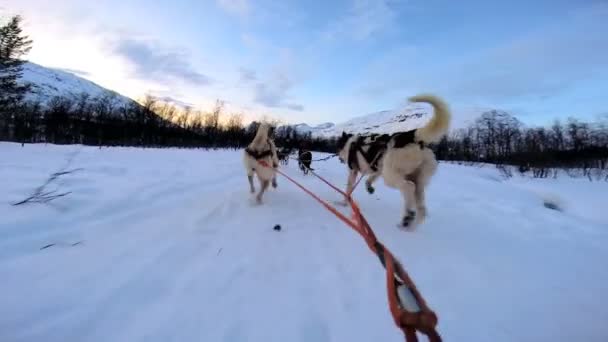Dogsledding 강한 동물 팀 작업 — 비디오