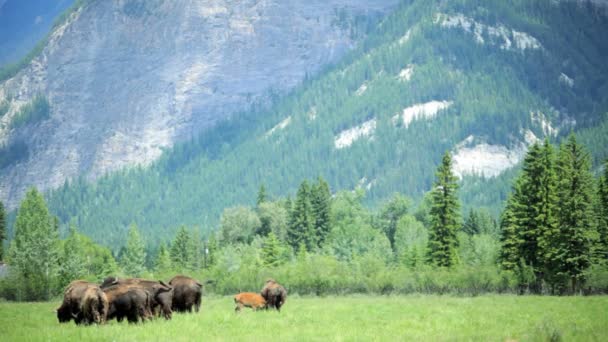 Mandria di bisonti al pascolo su praterie — Video Stock