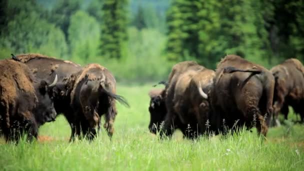 Beslag voor Bison grazen op graslanden — Stockvideo