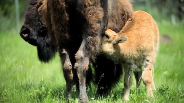 Κοπάδι των Bison βοσκή σε λιβάδια — Αρχείο Βίντεο