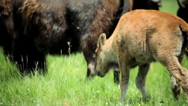 Rebaño de bisontes pastando en pastizales — Vídeos de Stock