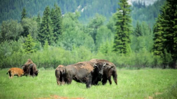 Besättningen av Bison betar på gräsmarker — Stockvideo