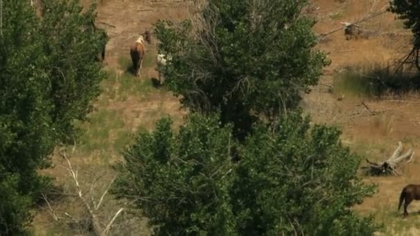 Kudde van wilde paarden grazen op rangeland — Stockvideo