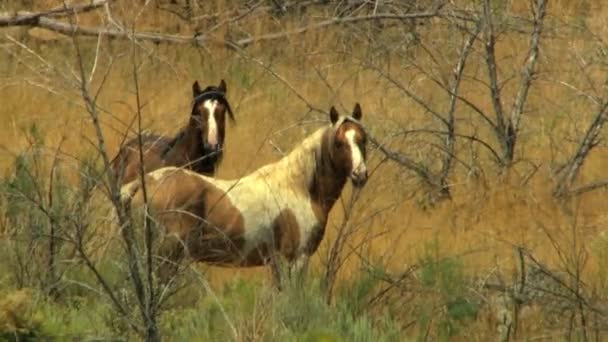 A vadon élő lovak legelésző rangeland állomány — Stock videók