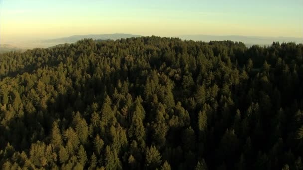 California Pacific  farmland forest vegetation — Stock Video